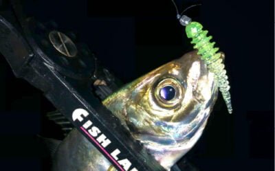 Fish Labo Riverch 1.6inch