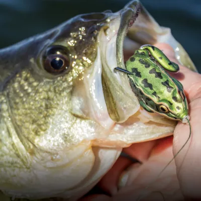 LUNKERHUNT LUNKER FROG